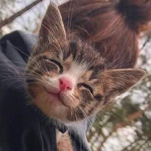 สมาชิกหมายเลข 6109409