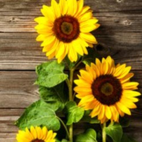 สมาชิกหมายเลข 5658922