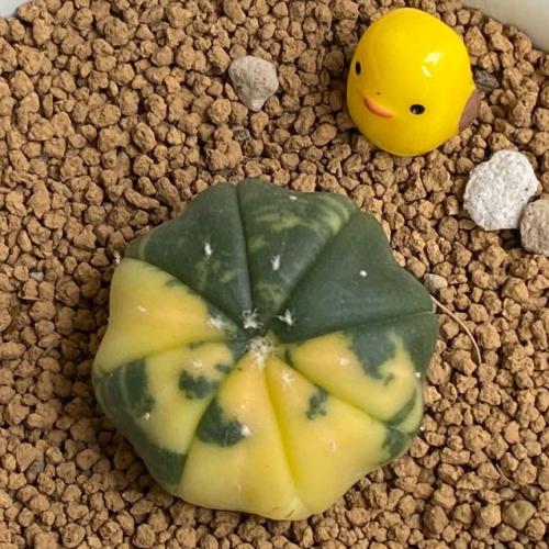 สมาชิกหมายเลข 6442066