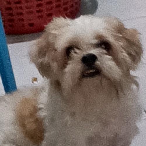 สมาชิกหมายเลข 6599266