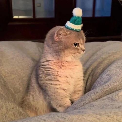 สมาชิกหมายเลข 5140866