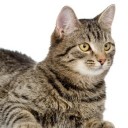 สมาชิกหมายเลข 3951519