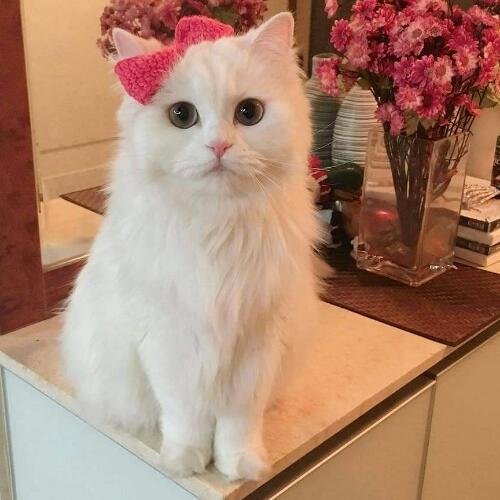 สมาชิกหมายเลข 5153204