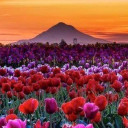 สมาชิกหมายเลข 5153363