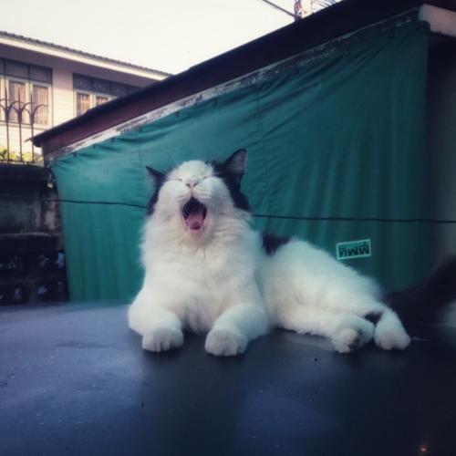 สมาชิกหมายเลข 1092897