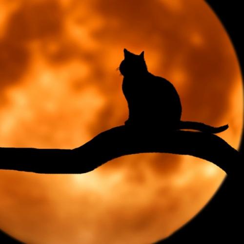 just have fun with it