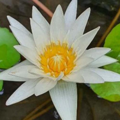 ดั่งทะเล(กว้างนะมิใช่เค็ม)