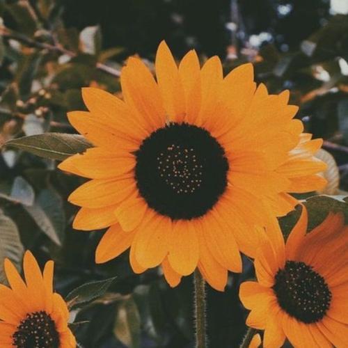 สมาชิกหมายเลข 6735407