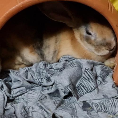 สมาชิกหมายเลข 3770375