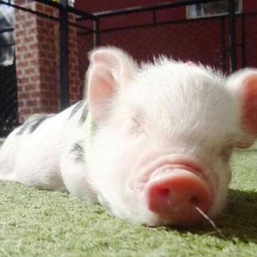 สมาชิกหมายเลข 4829120