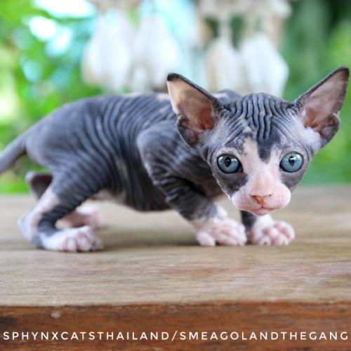 สมาชิกหมายเลข 5133098