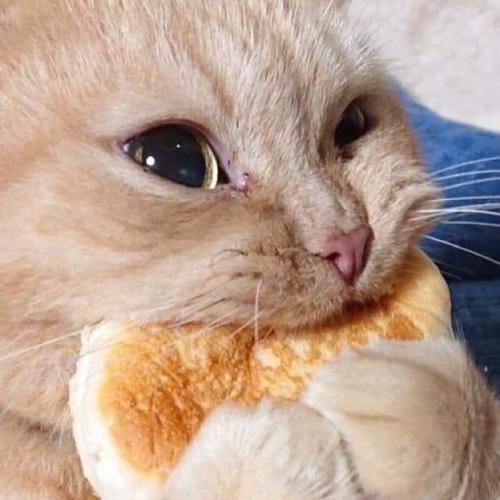 สมาชิกหมายเลข 5153454