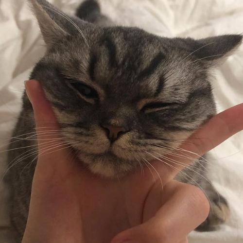 สมาชิกหมายเลข 5153730