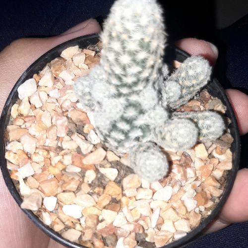 สมาชิกหมายเลข 6111341