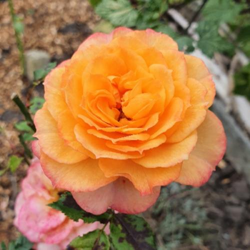 สมาชิกหมายเลข 954537