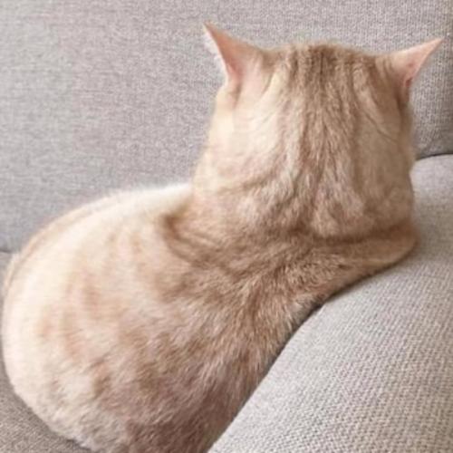 สมาชิกหมายเลข 6111663