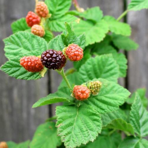 สมาชิกหมายเลข 6112251