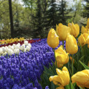 สมาชิกหมายเลข 5551165