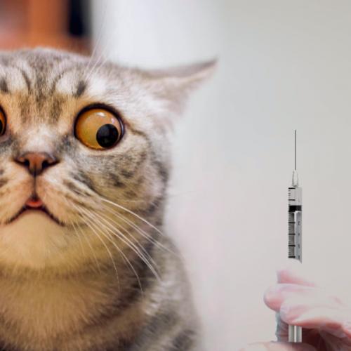 สมาชิกหมายเลข 5115691