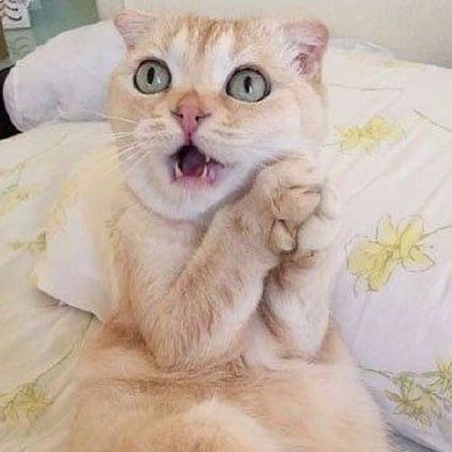 สมาชิกหมายเลข 5144920