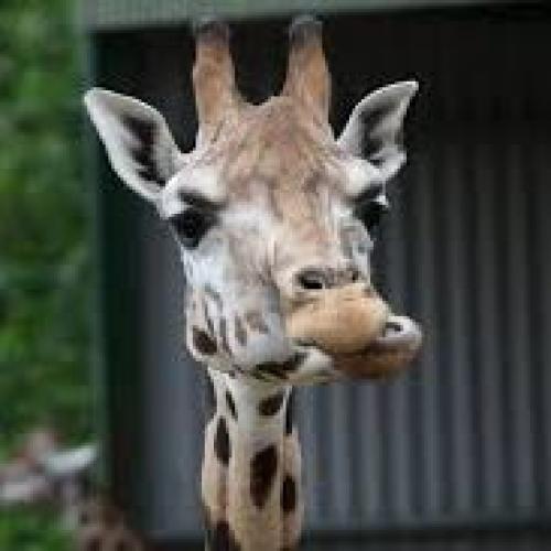 สมาชิกหมายเลข 5116050