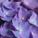 สมาชิกหมายเลข 5552967