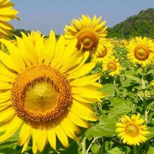 สมาชิกหมายเลข 3687880