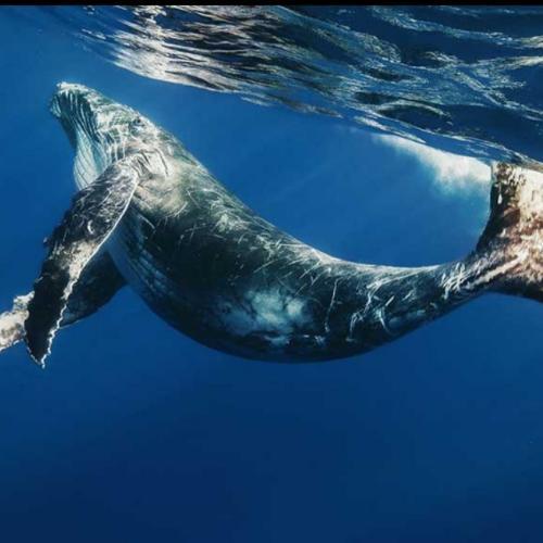 สมาชิกหมายเลข 4869642