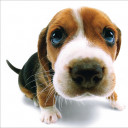 เดซี่เดือนมิถุนา