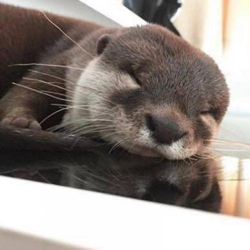 สมาชิกหมายเลข 824231