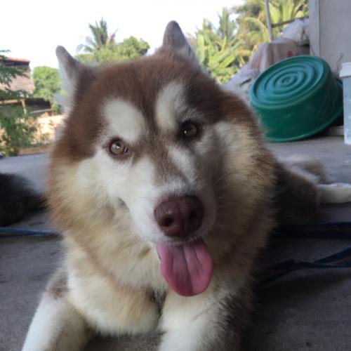 สมาชิกหมายเลข 3196335