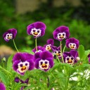 สมาชิกหมายเลข 3185177