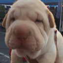 สมาชิกหมายเลข 4433547