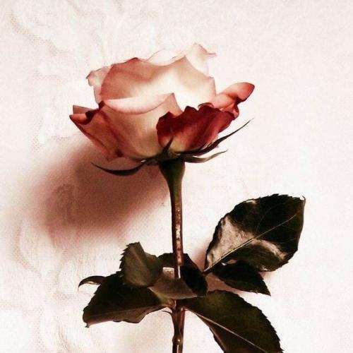 สมาชิกหมายเลข 4433623