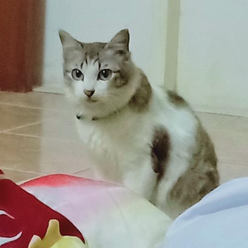 สมาชิกหมายเลข 4777380