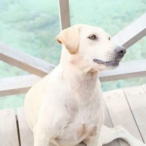 สมาชิกหมายเลข 4778181