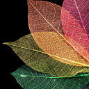 สมาชิกหมายเลข 4778291