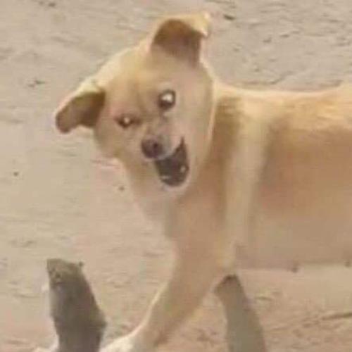 สมาชิกหมายเลข 6114501