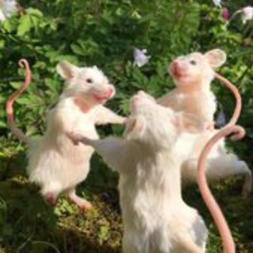 สมาชิกหมายเลข 6115185