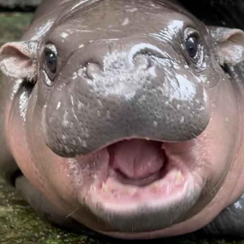 หมูเด้งหม่ำๆ