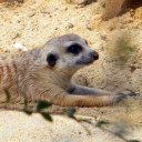 สมาชิกหมายเลข 4434318