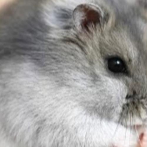 สมาชิกหมายเลข 7497706