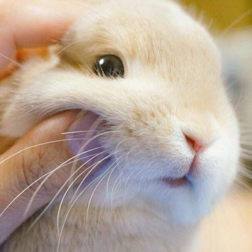 สมาชิกหมายเลข 4434859