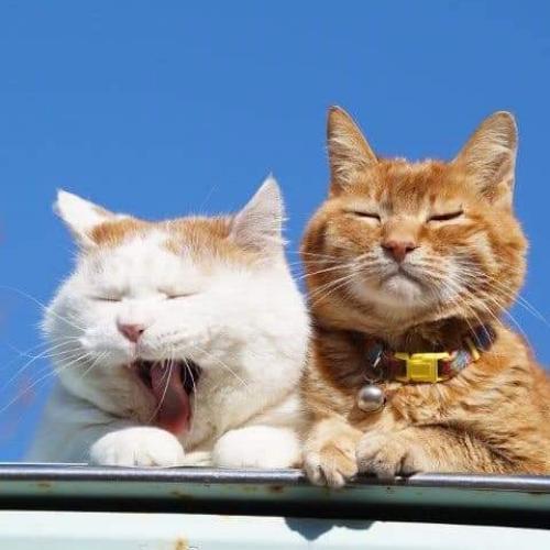 สมาชิกหมายเลข 5068560