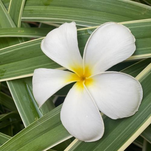 สมาชิกหมายเลข 6081408