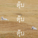 ตุ๊บ ตุ๊บ ตุ๊บ