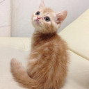 สมาชิกหมายเลข 4435352