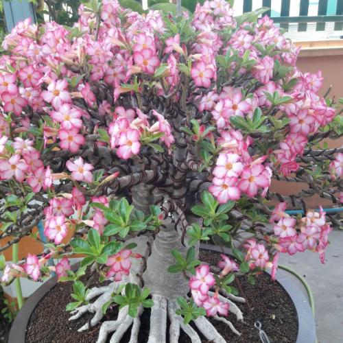 สมาชิกหมายเลข 4766066