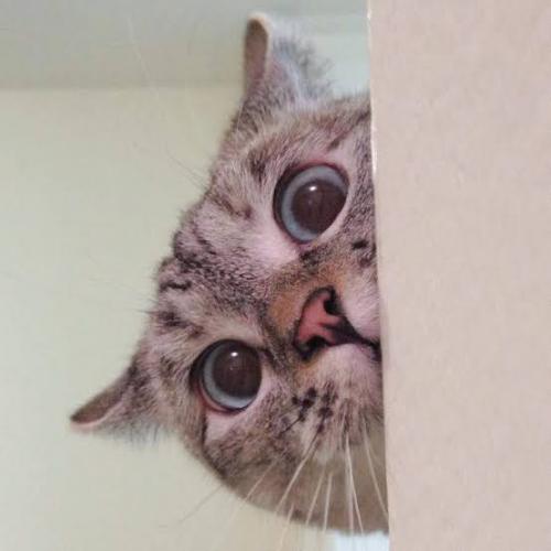 สมาชิกหมายเลข 5042967