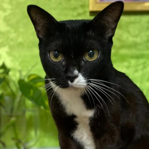 ไข่มดคุง